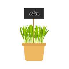 Hand drawn potted corn microgreens. Organic Healthy food. Corn Sprouts with green leaves isolated on white background. Edible plants for healthy nutrition. Vector illustration in flat cartoon style.