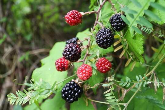 Close up of ripe and unripe wild edibles blackberry in nature during spring season with green leaves in background. The fruit or berry is like that of the Mulberry, first red, black when it is ripe