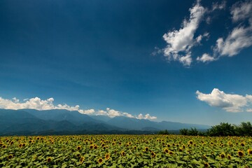 Fototapeta na wymiar sunflower field with mountains background in summer