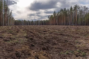 Wandaufkleber Forest land after cutting and removal of timber © vladimir subbotin