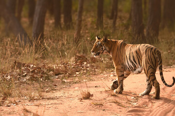 Photograph of female tiger while she was in morning stroll at Bandhavgarh National Park