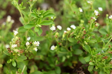 Fototapeta na wymiar White flower of Stevia are blooming and blur green leaves background. Another name is Candyleaf, Sweetleaf or Sugarleaf.