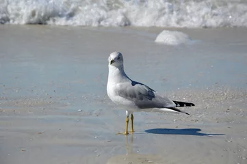 Photo sur Plexiglas Clearwater Beach, Floride Mouette sur la plage du golfe du Mexique, Clearwater Beach, Floride