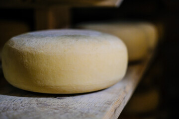 Cheese production. Hard cheeses. Italian style cheese heads on wooden shelves. Defocused