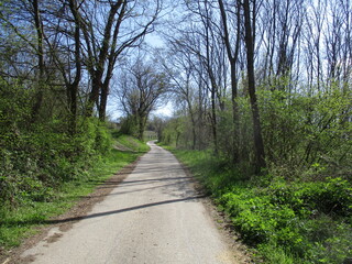 Weg durch den Frühlingswald