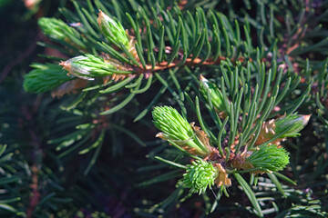 Naklejka na ściany i meble Furry green spruce twigs in late spring