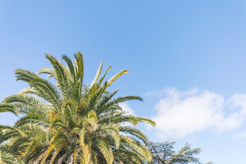 summer background. blue sky with palm branches. © Nazar
