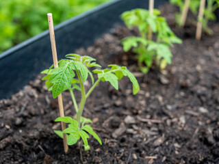 junge Tomatenpflanzen im Frühling