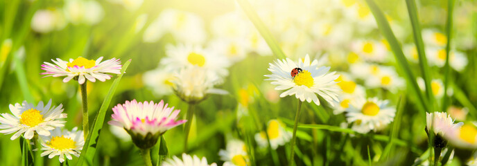 Daisy flower, ladybug on wild field in sun light panorama. Soft focus nature panoramic. Delicate pastel toned image. Greeting card template. Nature spring background. Copy space - 434506372