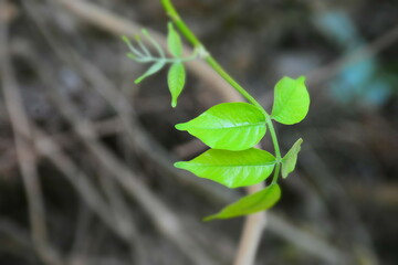 close up of leaves