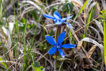 First spring mountain flowers. Wild nature ​​​​​​​Landscape, mountains,fields. Desktop wallpaper
