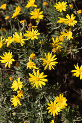 Picture of a group of yellow Daisy (Euryops pectinatus) Flowers captured in a sunny day.