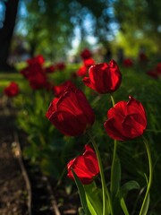 Czerwone wiosenne tulipany o poranku