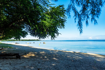 tree on the beach