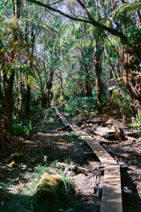 Wanderweg Pepe'opae Bog auf Molokai