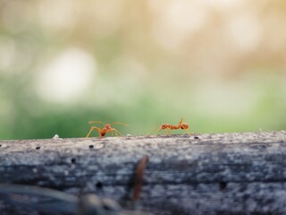 Communication of ants.An ants is talking.