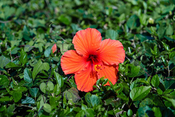 Hibiskus rot © Kevin Sloniecki