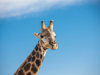 Giraffe  closeup of his head and neck with the  blue sky background looking at the camera