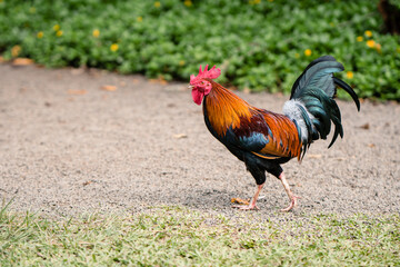 Hahn auf der Insel Kauai Hawaii
