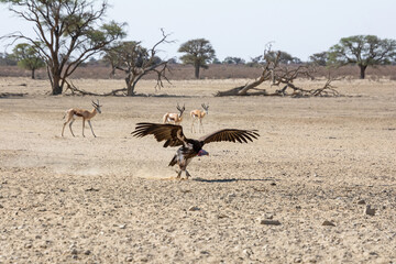 Naklejka premium Lappet-faced Vulture