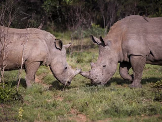 Foto op Plexiglas Two white rhinoceroses facing each other crossing their horns being playful © MWolf Images
