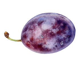 Plum watercolor illustration isolated on white background