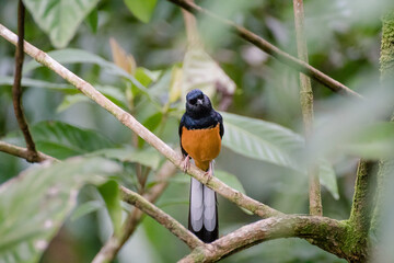 schwerer Vogel mit orangenem Bauch und langen Schwanzfedern Kauai Hawaii