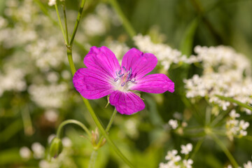 purple flower closeup