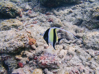 Fototapeta na wymiar tropischer Fisch Hawaii unter Wasser