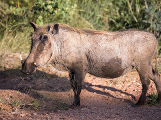 Warthog adult standing looking at the camera full length photo