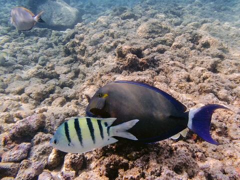 Halfterfisch unter Wasseraufnahme beim Schnorcheln