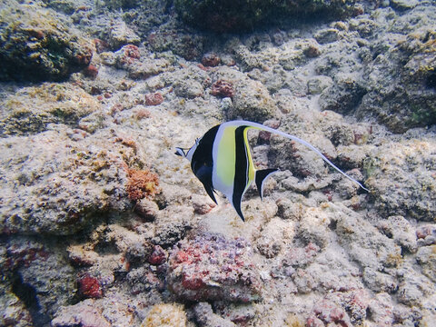 tropischer Fisch Hawaii unter Wasser