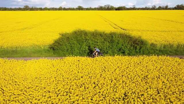 Cyclist riding in between two canola fields