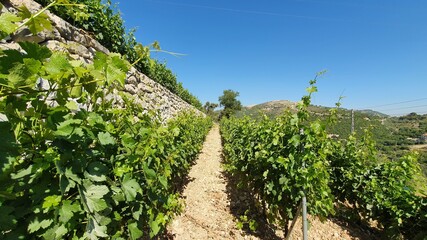 Vineyard landscape. Summer season. Red wine in the making. Syrah, Cabernet sauvignon, Cabernet...