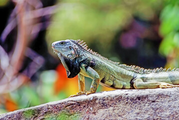 Green Iguana