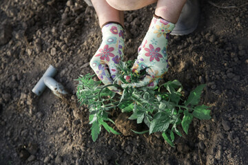 Farmer is transplanting tomato seedlings in the vegetable garden. Spring time gardening works.
