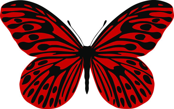 Vector image of a colored butterfly. Illustration for posters, logos, postcards, T-shirts, tattoos, stickers.