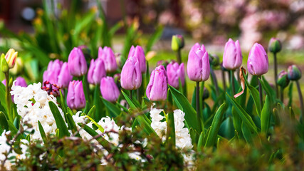 Wiosenne różowe tulipany 