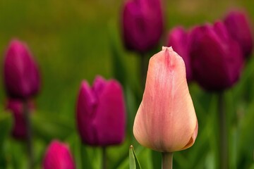 Tulipany na wiosnę w różnych kolorach