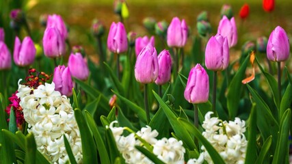 Naklejka premium Wiosenne różowe tulipany 