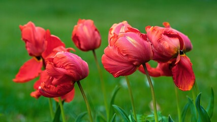 Czerwone wiosenne tulipany na tle drzew i trawy © Michal45
