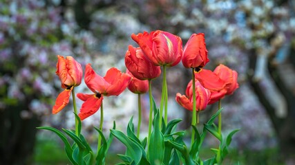 Czerwone wiosenne tulipany na tle drzew i trawy - obrazy, fototapety, plakaty