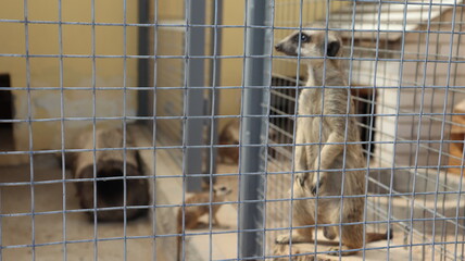 various animals on european zoo