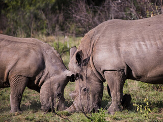 Obraz premium Two white rhinoceros standing head to head being playful