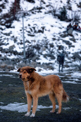 dog in snow