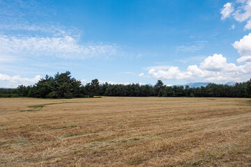 Fototapeta na wymiar Harvested Field by the Forest on a Sunny Day