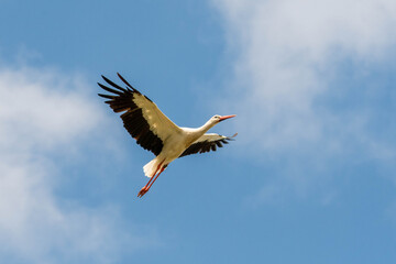Weißstorch am Himmel