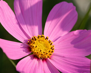 Blooming Cosmos flower background close-up