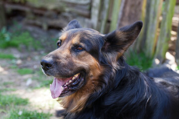 Lying large dog gasping from the heat, country backyard.
