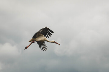 Weißstorch am Himmel